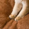 Cat Nest
