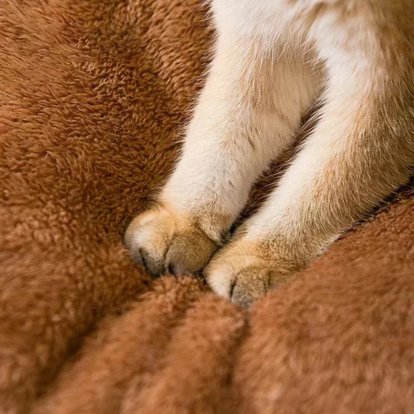 Cat Nest
